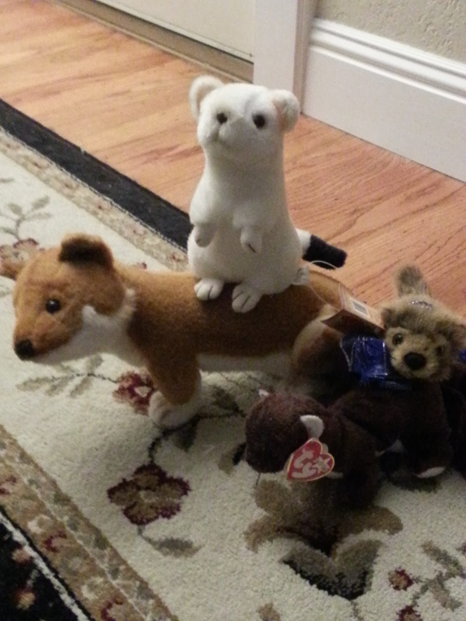 ferret plushes