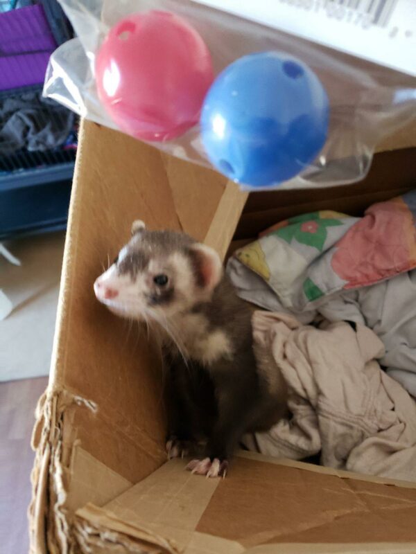 Ferret Toys & Ferret Tunnels