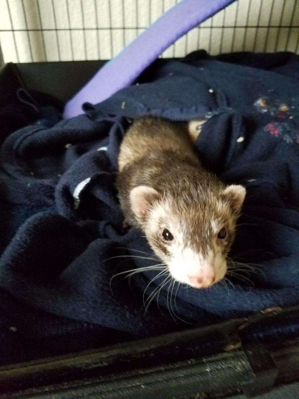 ferret