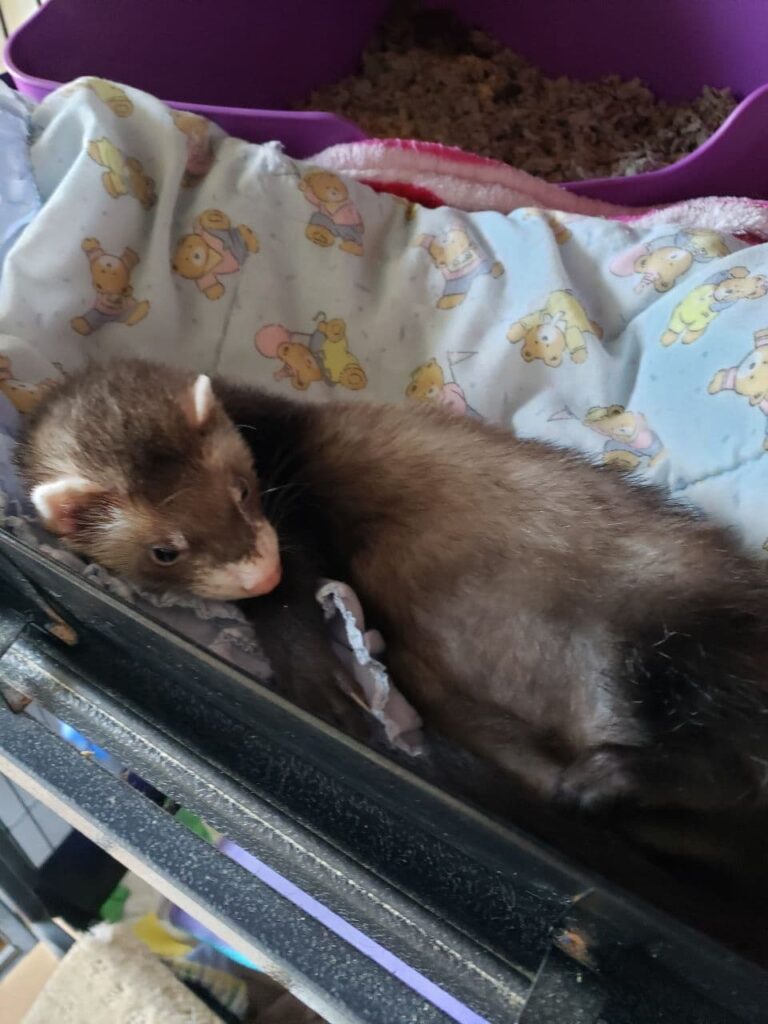Do You Need to Keep Your Ferret in a Cage?