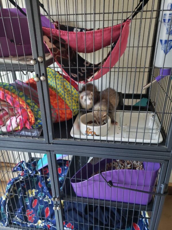 Do You Need to Keep Your Ferret in a Cage?