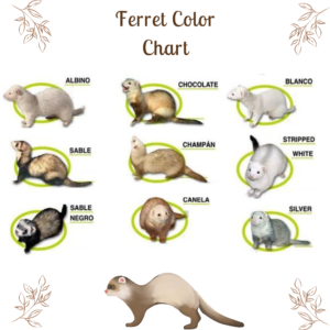 Ferret Color Chart