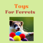 Toys for Ferrets
