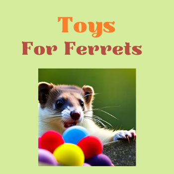 Toys for Ferrets